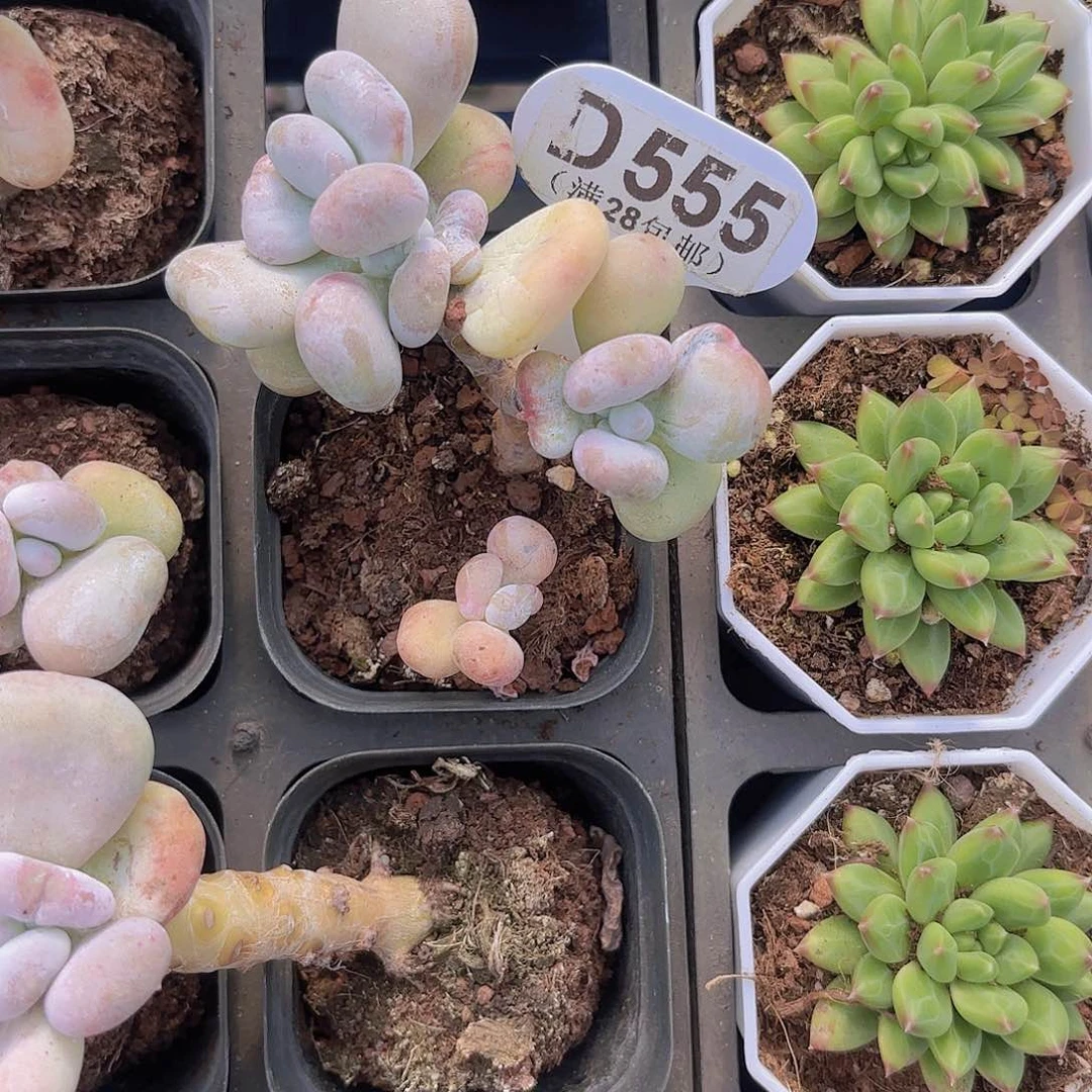 D555油煎丸子一物一拍