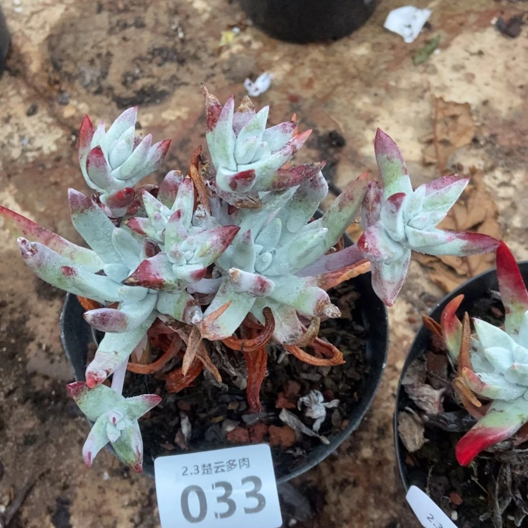 033多肉植物啦啦啦