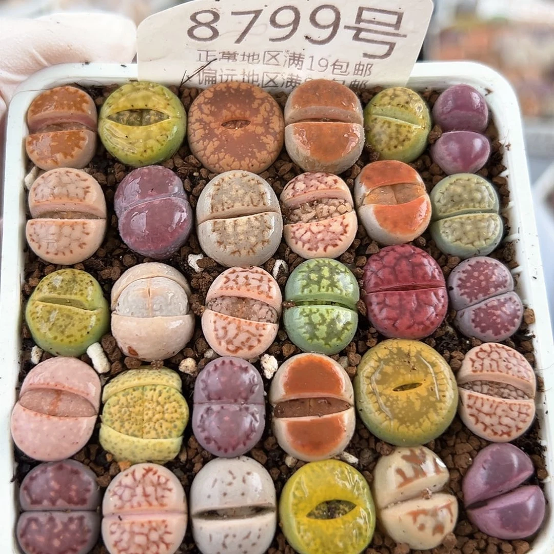 好养易活生石花大母本8799