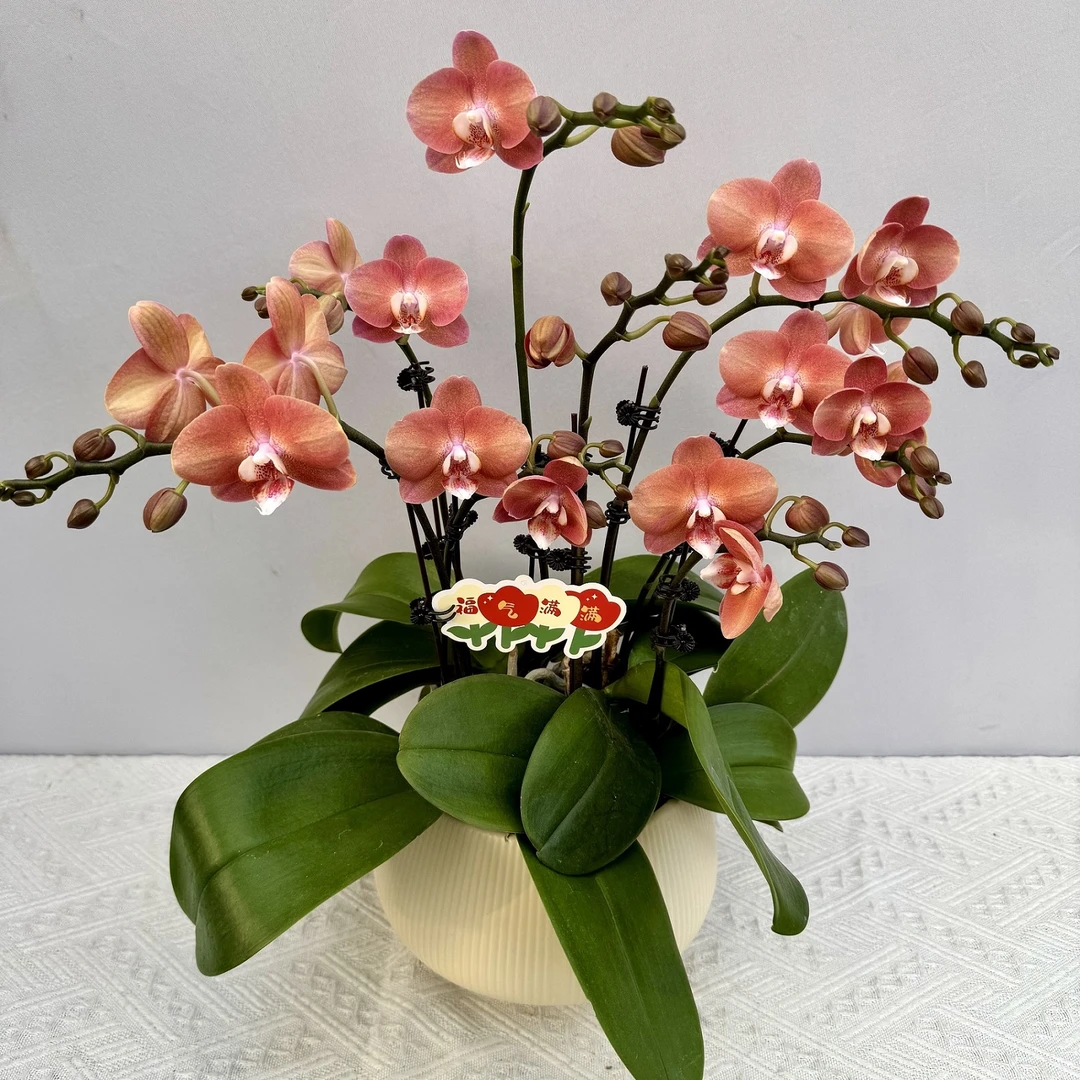 蝴蝶兰【鲑鱼】稀有色系植株室内礼品花高端绿植花卉小众品种8