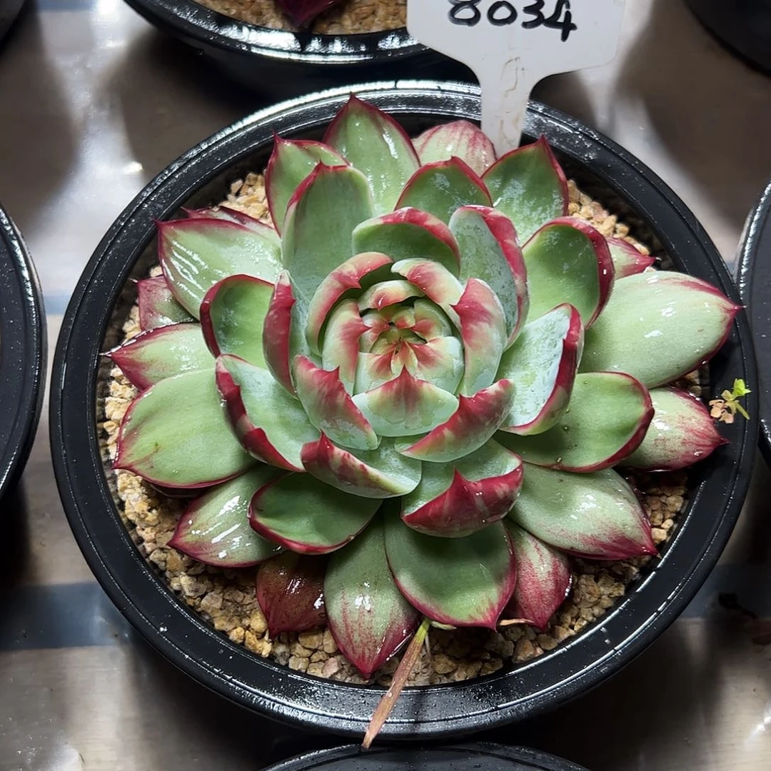 ****️惊鸿仙子一物一拍8034号