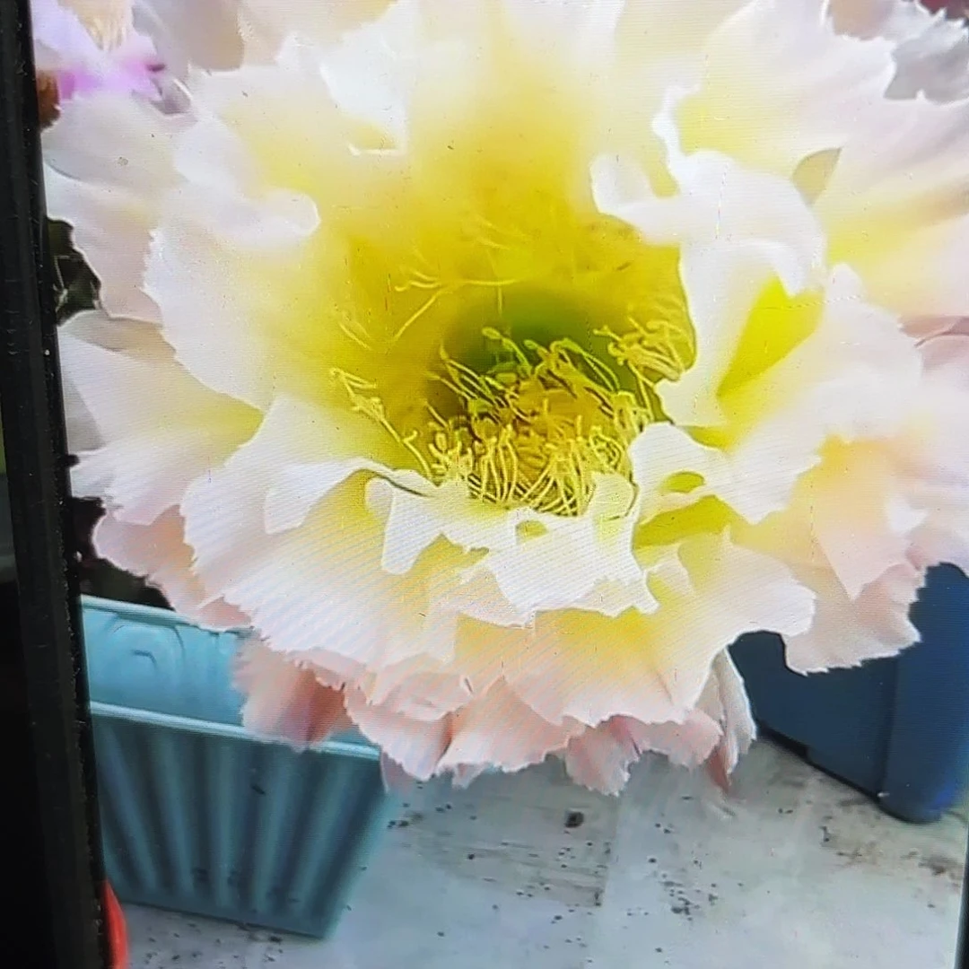 白可可彩侧牙20包邮仙人33