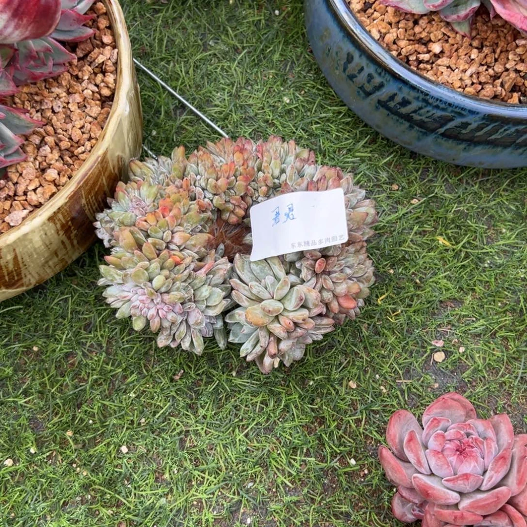 君****呀呀呀呀呀呀呀呀