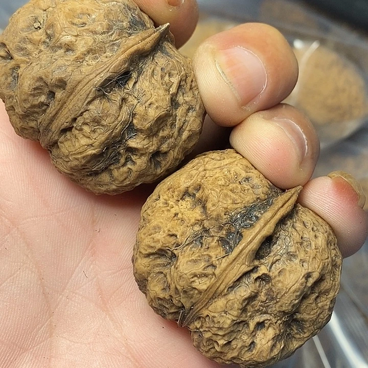 把件文玩核桃云南铁核桃31号43mm