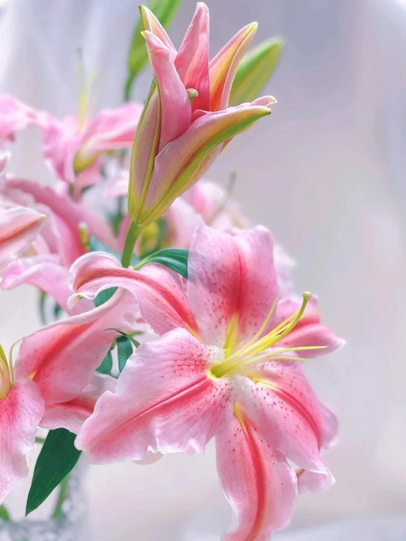 【半岛花铺】  索尔邦香水百合云南高品质鲜花  任意两单发顺丰