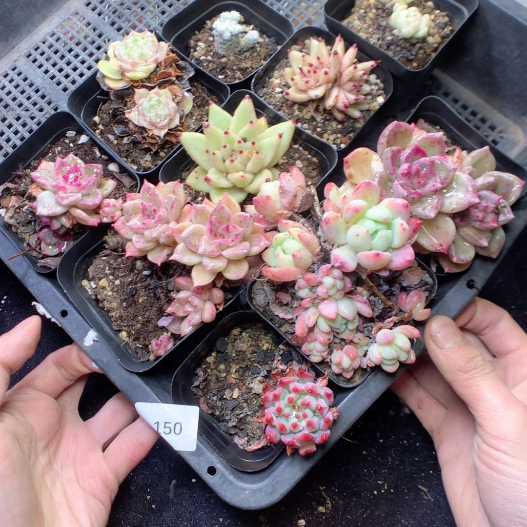 无花朵R150。yyyyyyyyu