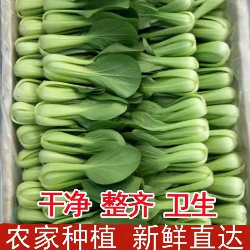 精品小颗【顺丰包邮】新鲜上海青小油菜现摘农家小青菜鸡毛菜瓢儿菜