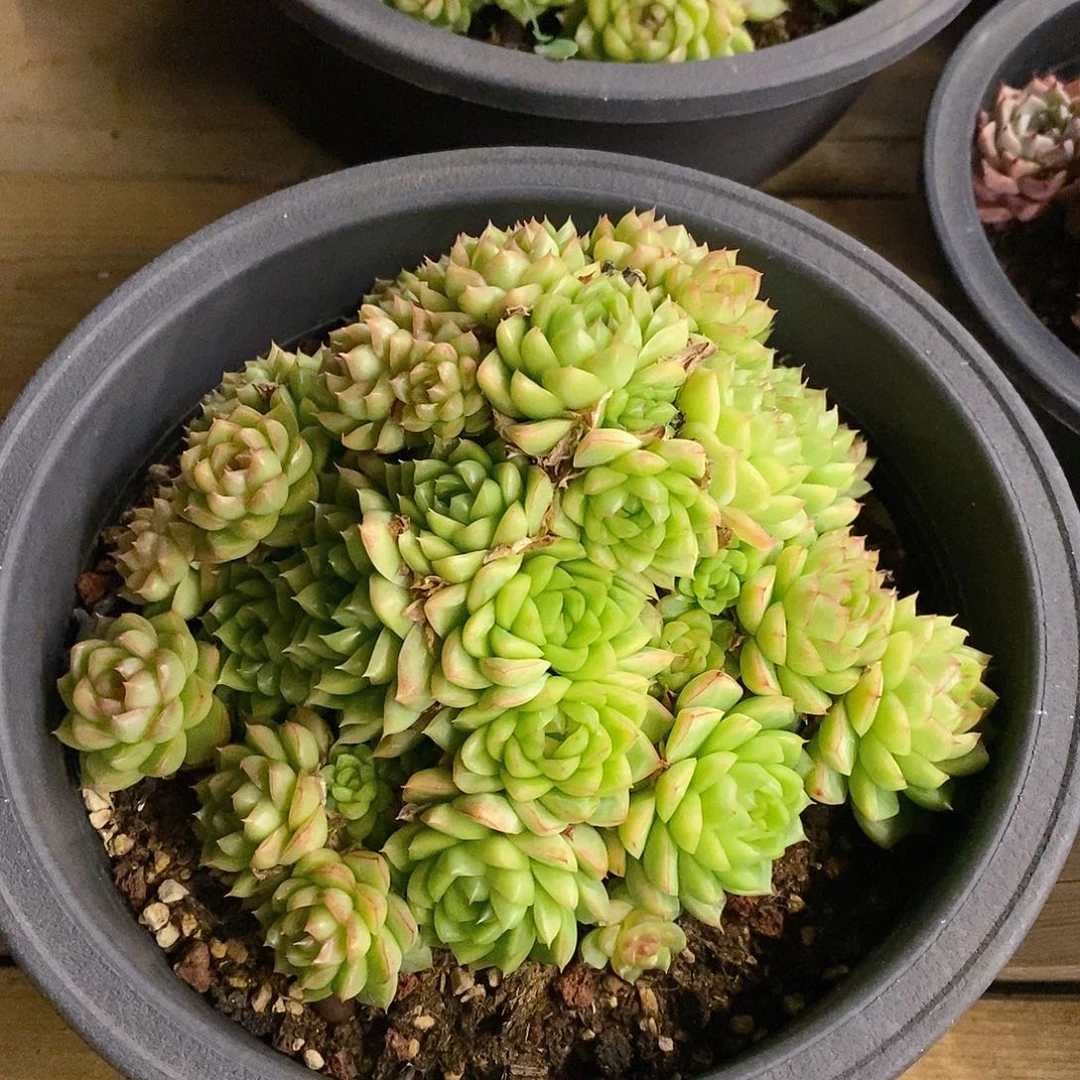 团。大盆红女王麦杆。福利多多