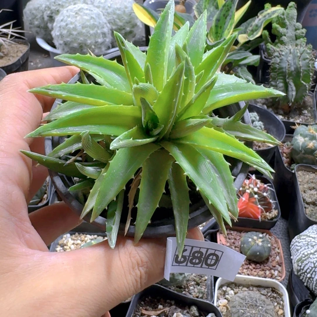 680辉山沙漠凤梨脱土发货