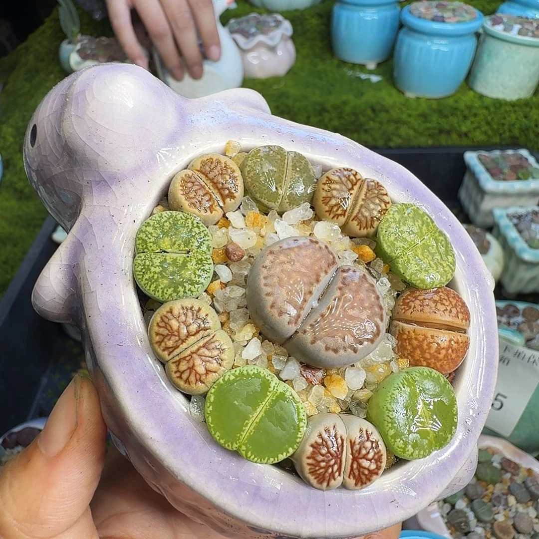 多肉植物福利冲747