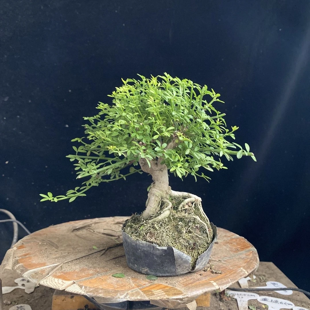 米叶迎春老桩微型盆景一物一拍掌中宝桌面居家室内办公室庭院阳台