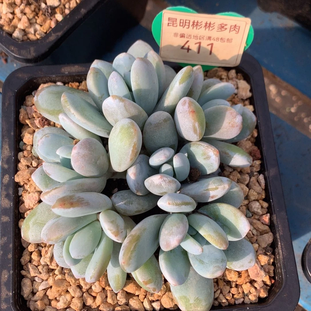 雪美人无砍平头411