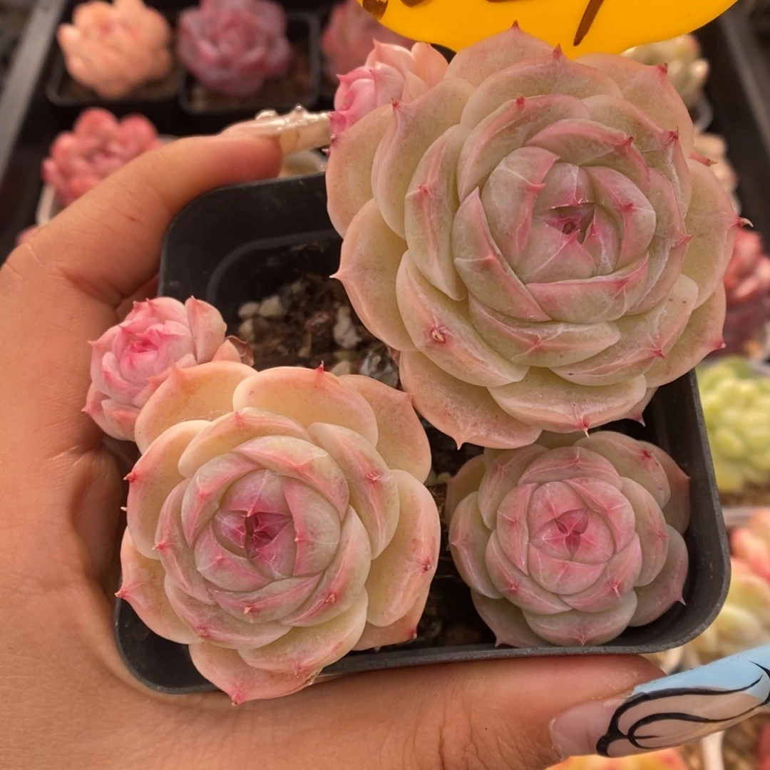 白芷珍妮群生1024号