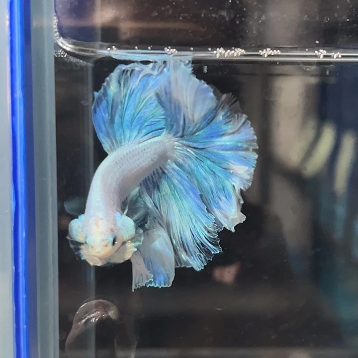 斗鱼10号蓝天白云