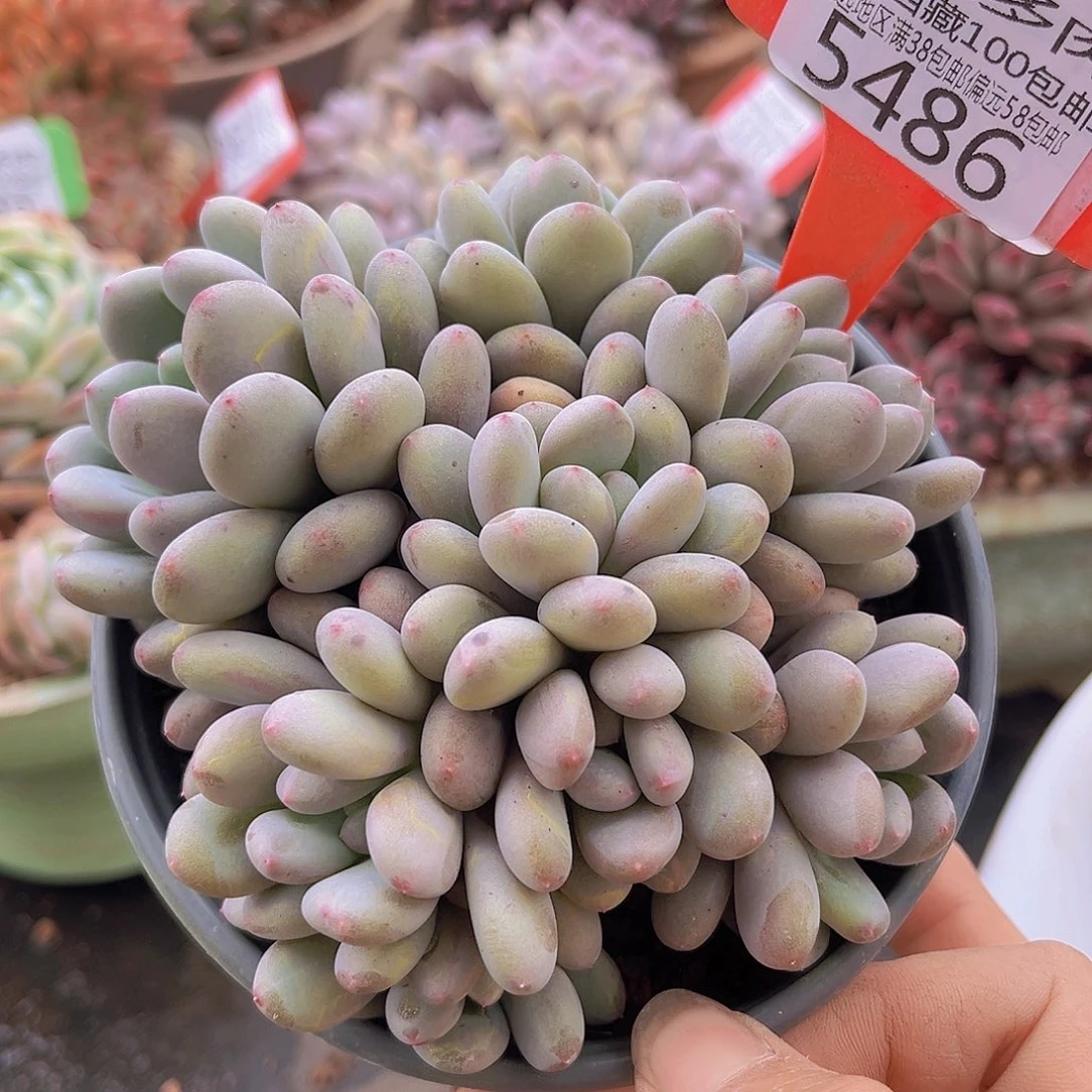 5486香香雪多肉植物