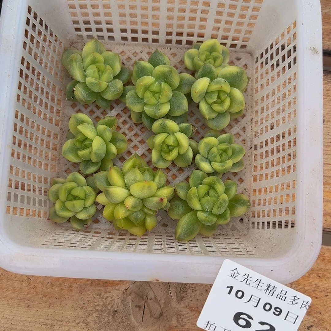 1009-62晴空珍妮锦