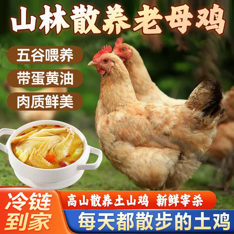 【邮政皖南土鸡】4只300天以上母鸡到手4只试吃一只