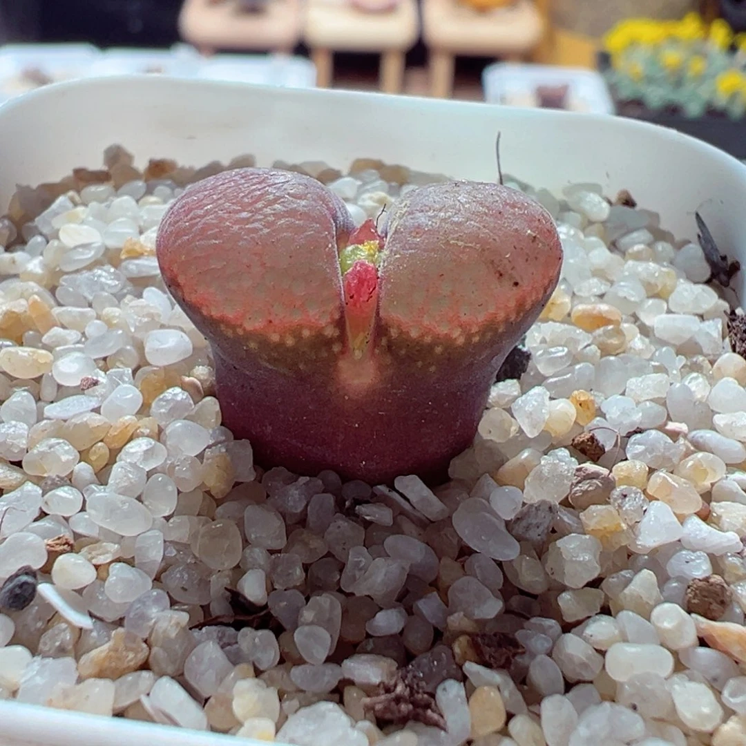 1126-593多肉多肉