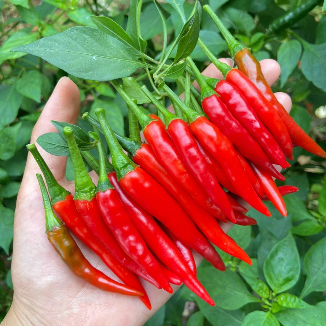 特优选辣椒现摘朝天椒小米泡椒广西鲜椒特辣新鲜魔鬼巨辣红辣椒批