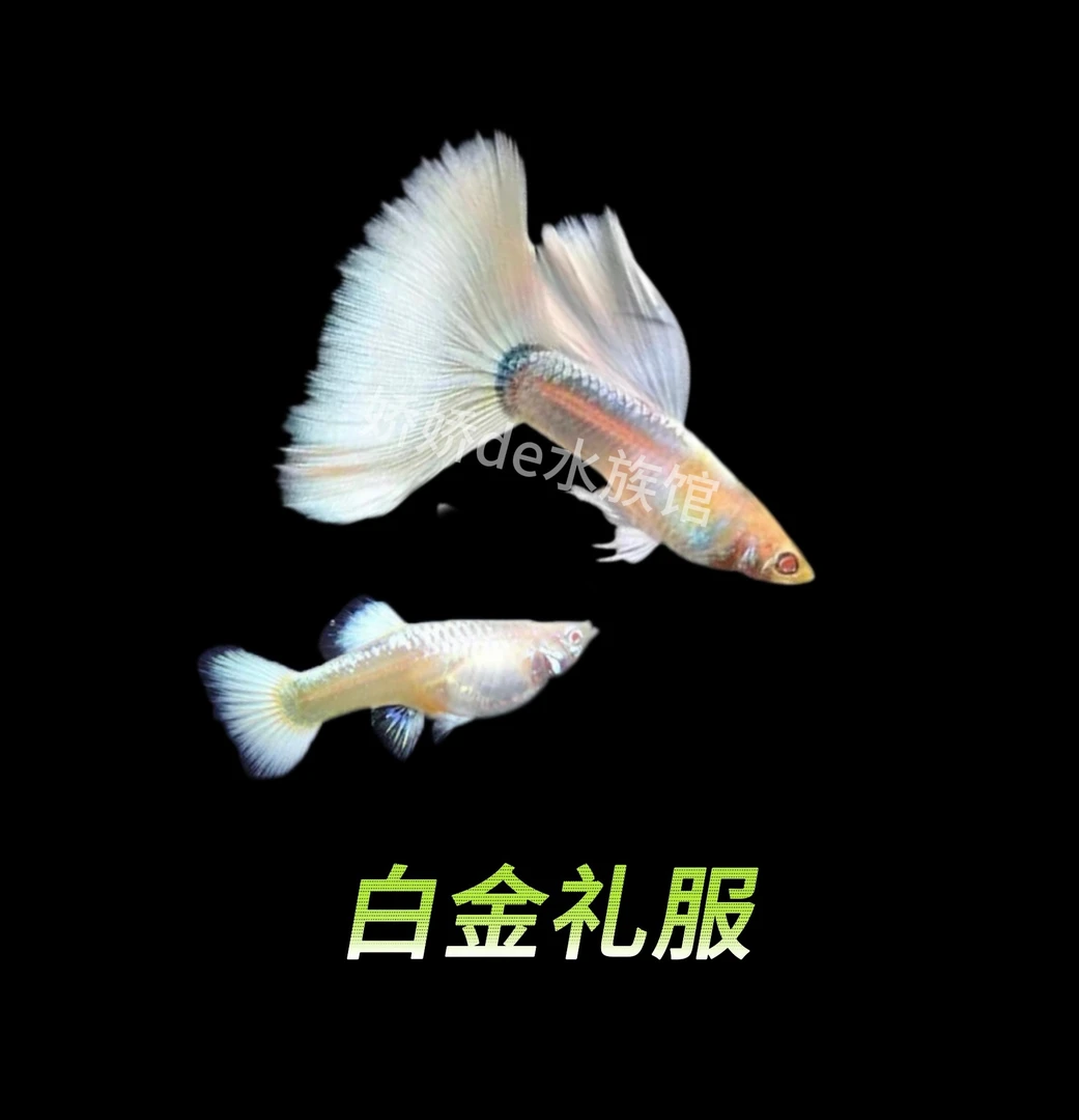 大尾白金礼服种鱼 好养孔雀鱼精品 小型观赏鱼淡水鱼3-5厘米