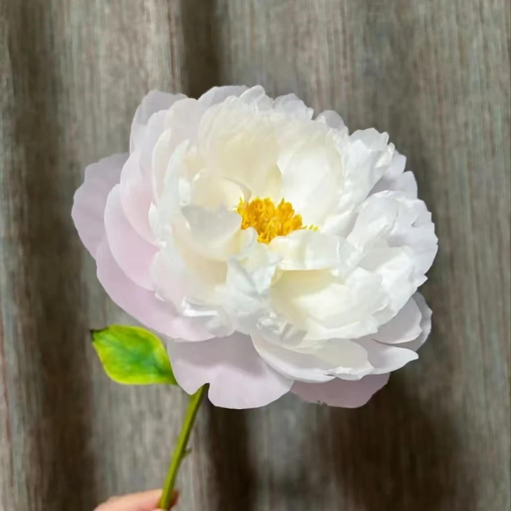 精品芍药苗【美国小姐】