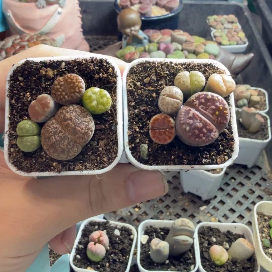 文***丽多肉葡萄的味道真的很好199