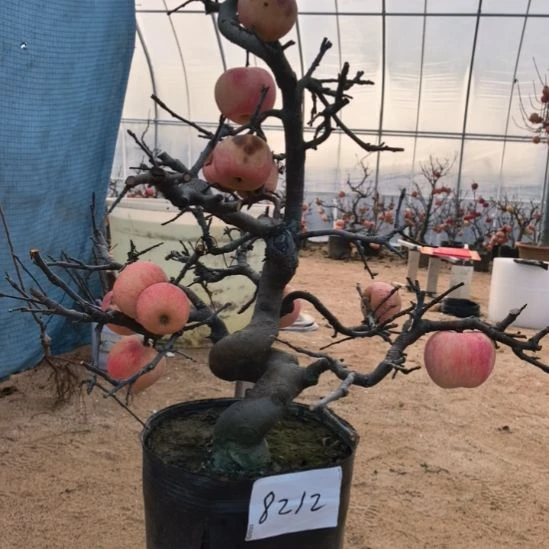 无花朵游龙苹果盆景