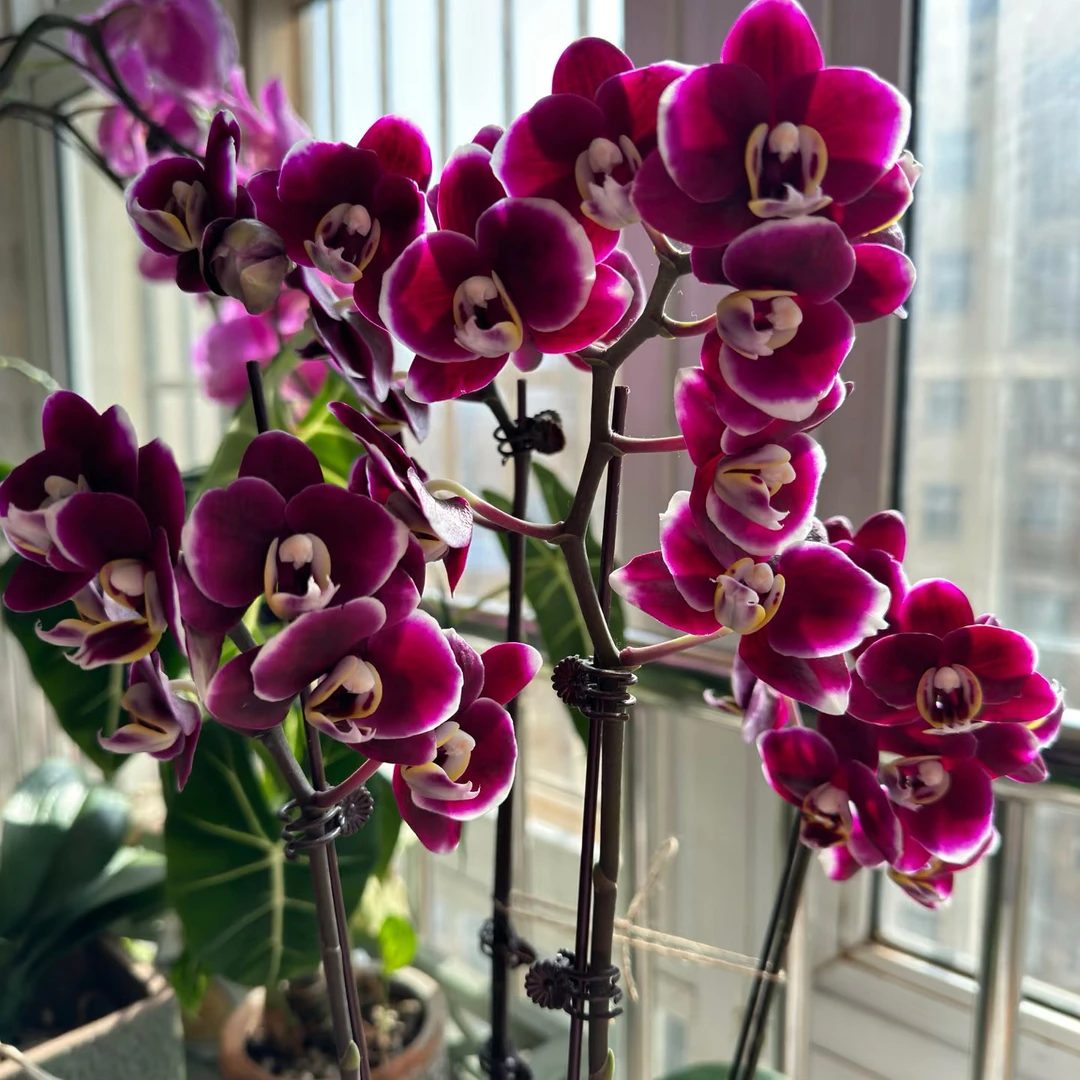 巧克力蝴蝶兰直播间专属链接赠专用营养液