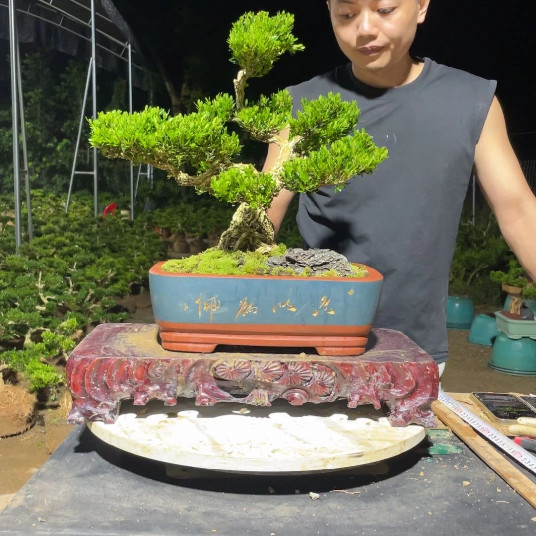 完全开放永黄杨盆景