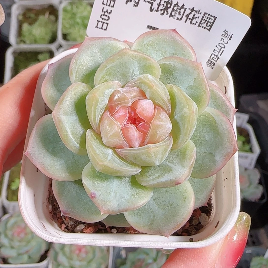 0830---71舒月糖心珍妮