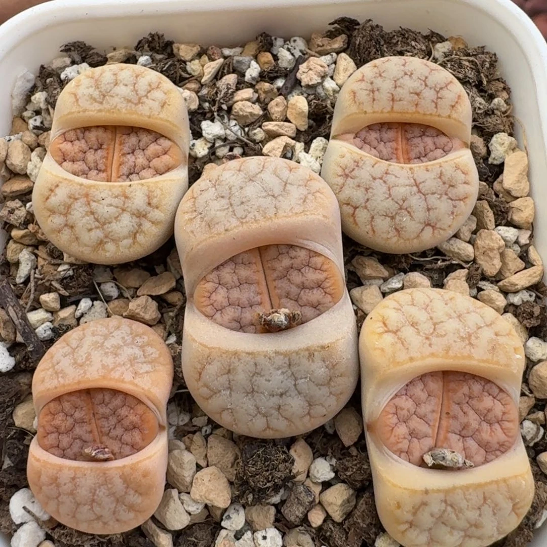 K113拿铁化美荒混合美纹老母本