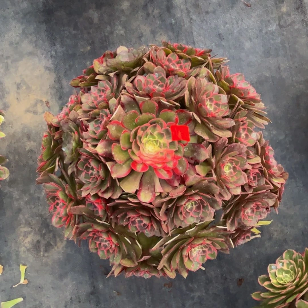 310炖肉植物发货粉花妖