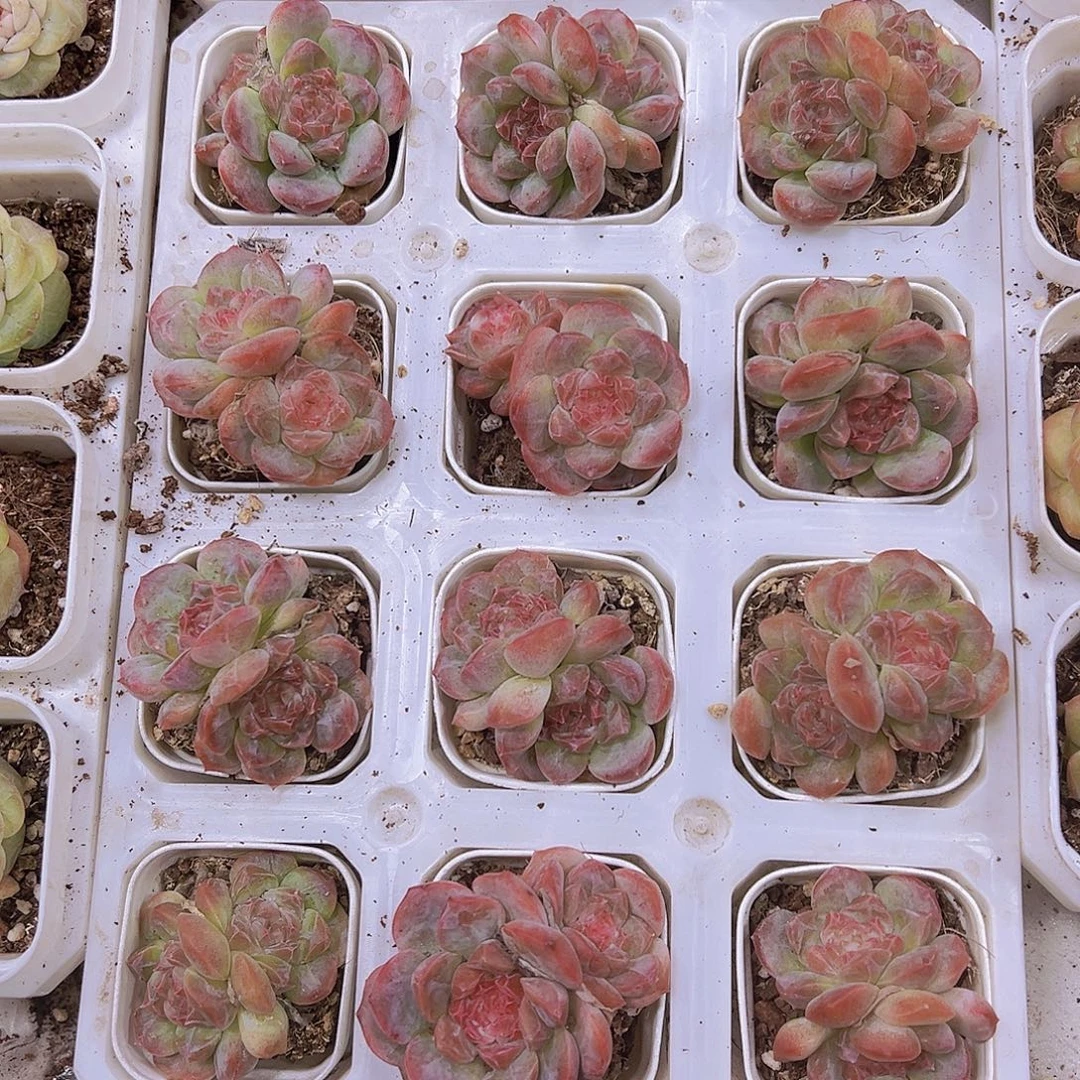 凝霜19包邮多肉植物