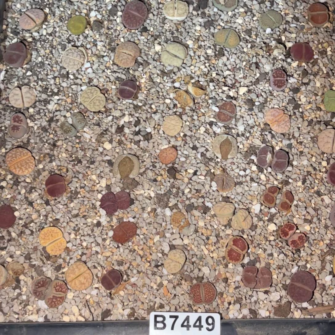 锦***棠7449福利筐1不售后