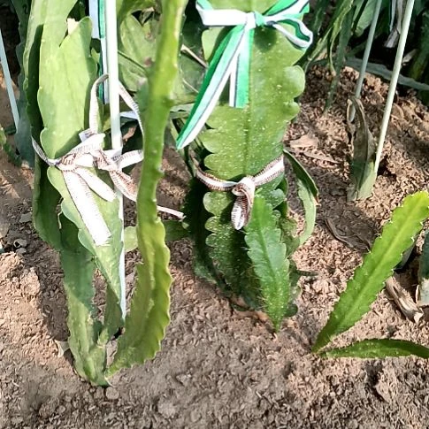 梦***语完全开放令箭何花江南，东北小粉，中国红