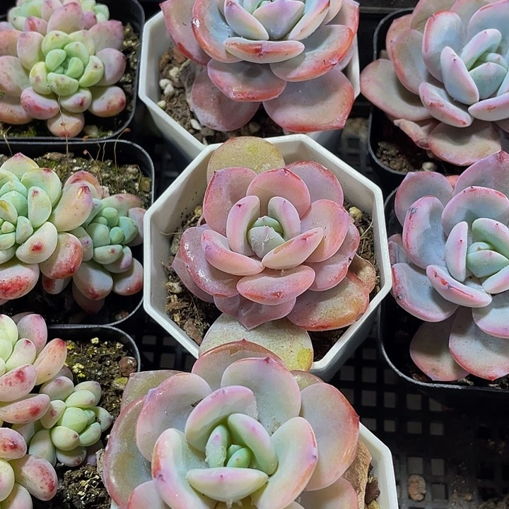 八角盆奶茶带盆土发