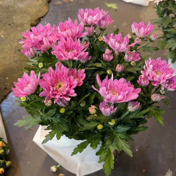 荷兰菊紫粉水晶盆栽