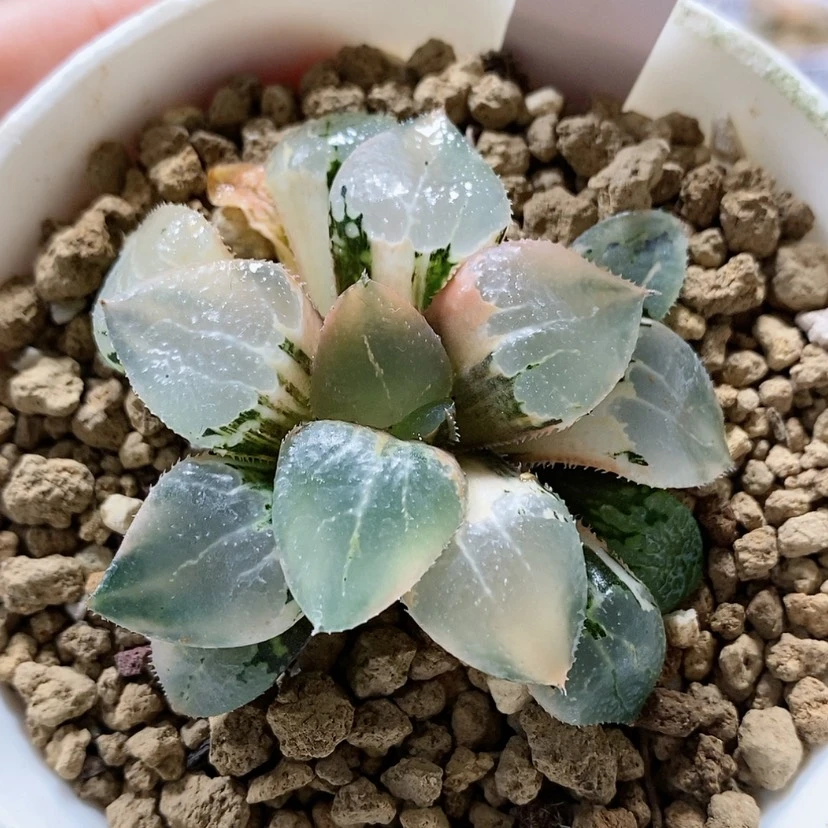 【闪购商品】170池田玻璃克锦
