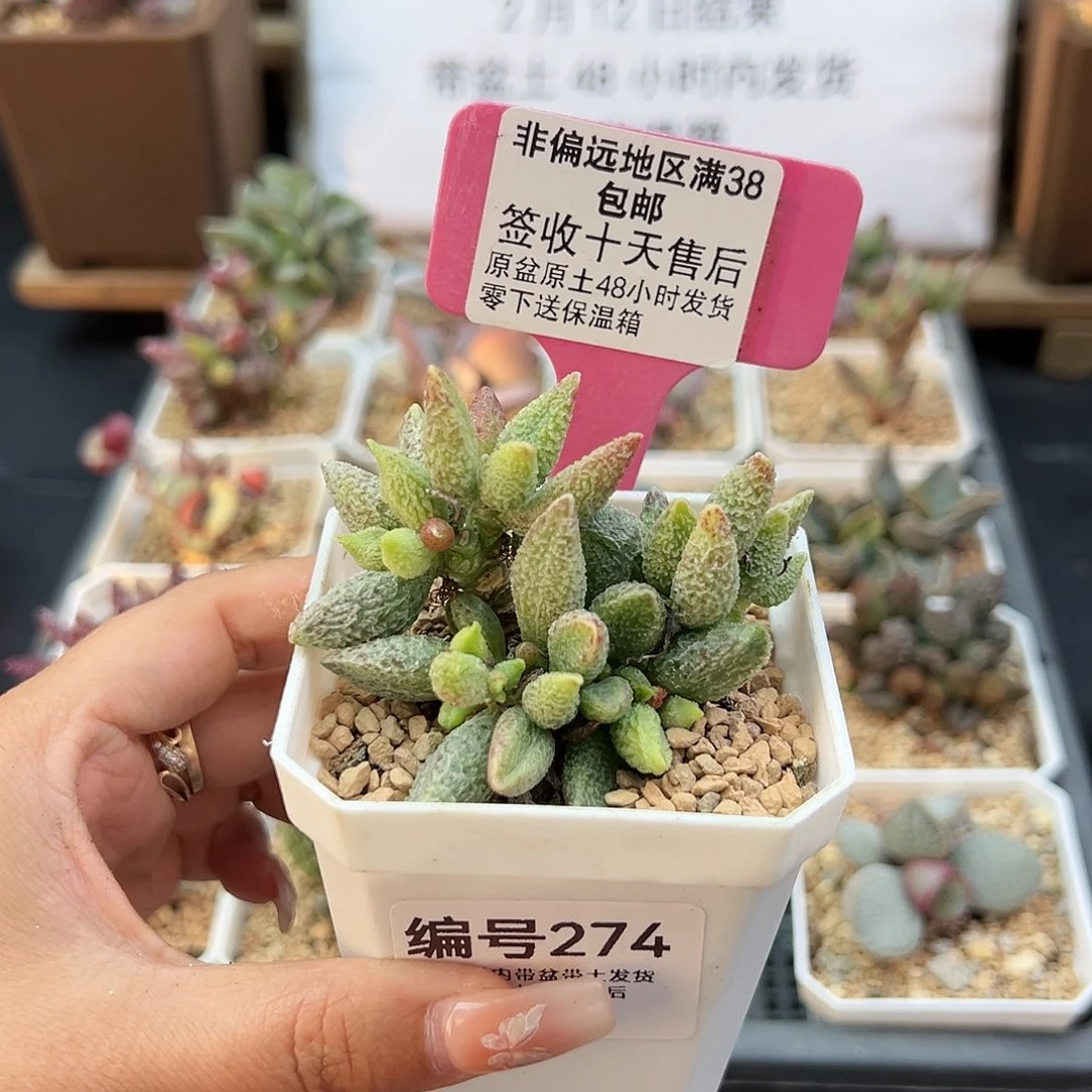 274七彩仙女多肉植物