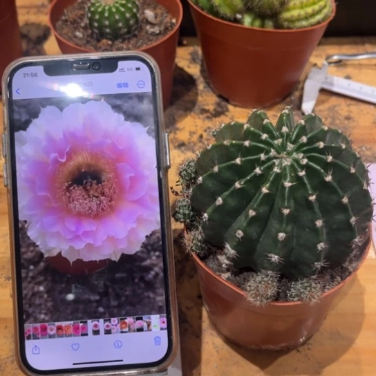 露露粉棠7-8公分左右