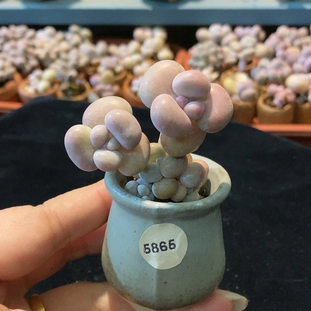 5865糖果腰子蛋带盆土