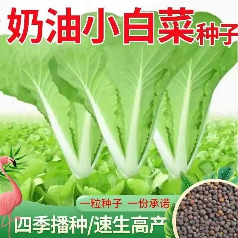 四季快菜种子奶油白菜当季速生菜种子耐热四季小白菜蔬菜种子大全