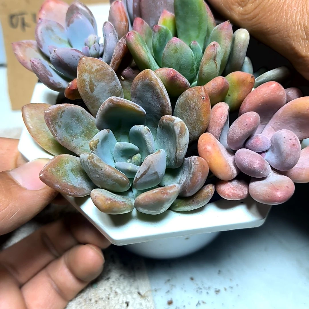 满6元包邮，#五颗不同美人