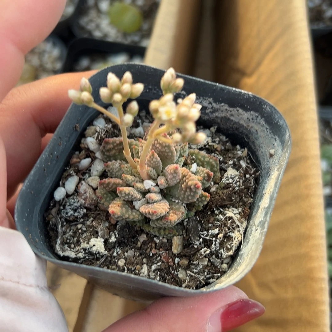 多肉植物火星兔子