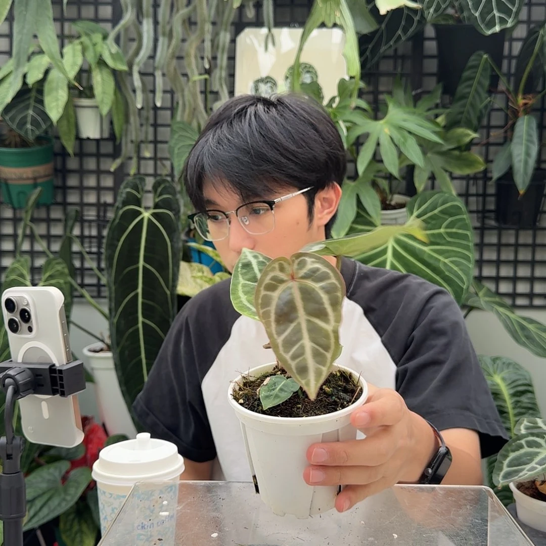 完全开放D99红水晶杂