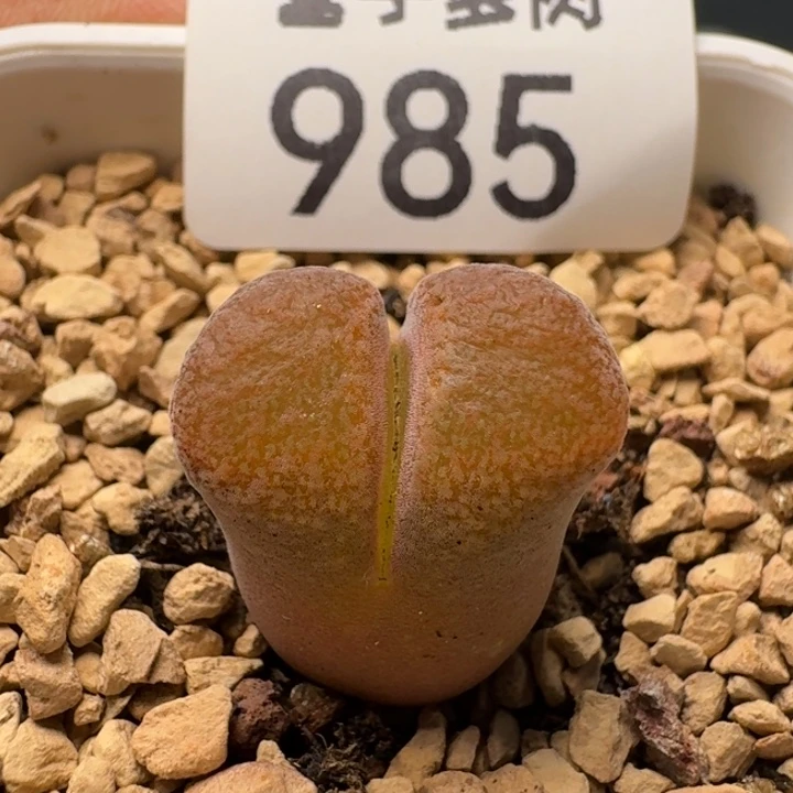 脱土1807.8      蛋糕