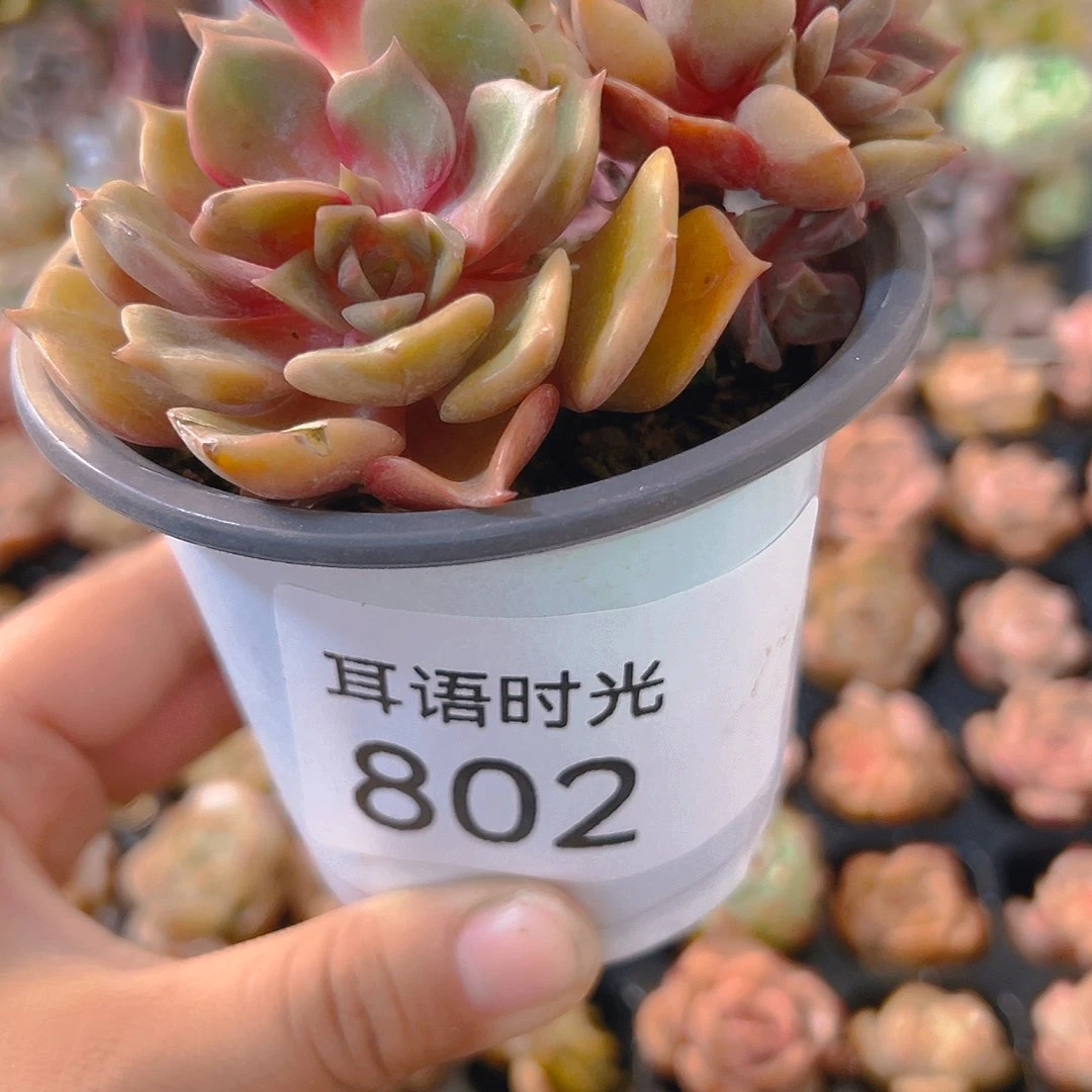 802大红袍，带盆带土发货