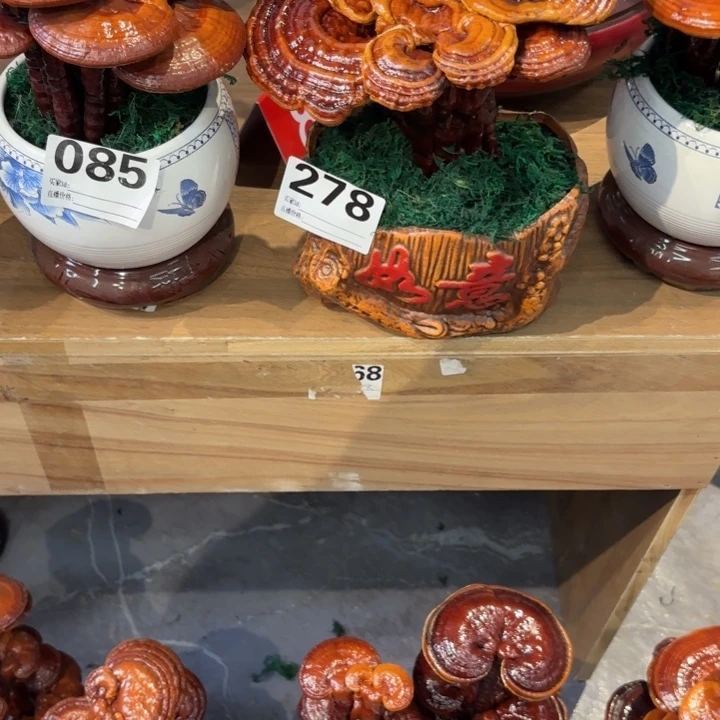 f***g灵芝8888888888888888888888
