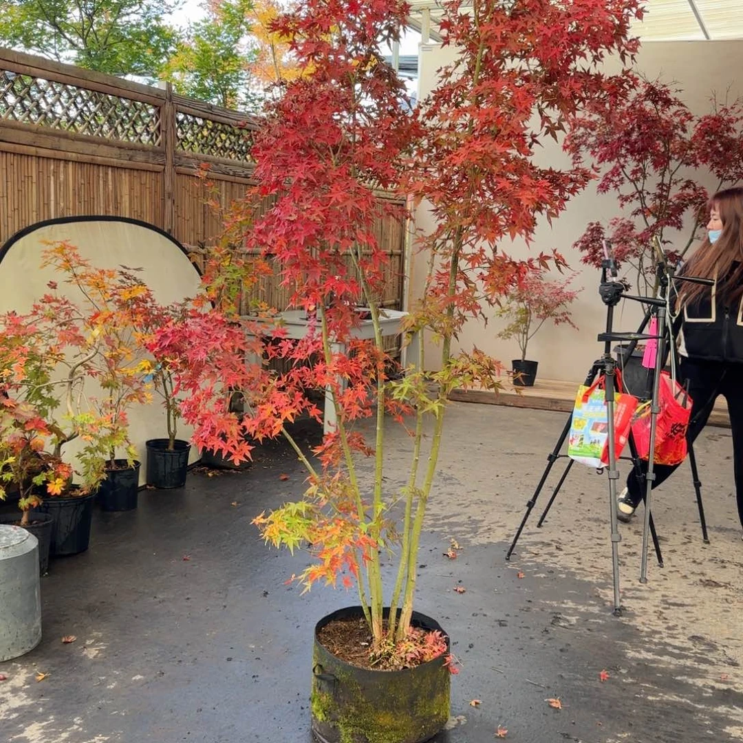 火***苗无花朵袖锦一物一拍