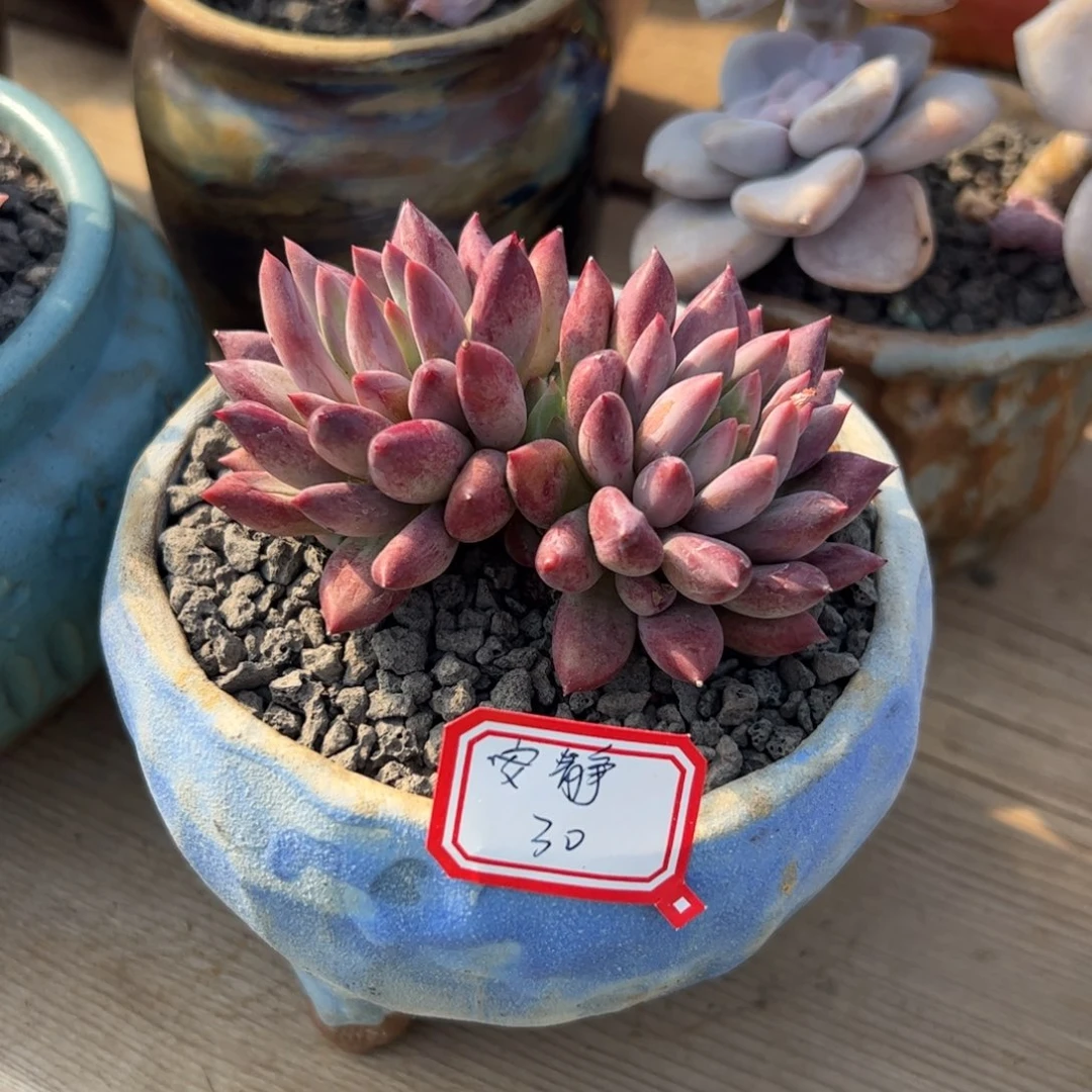 虞美人多肉多肉植物